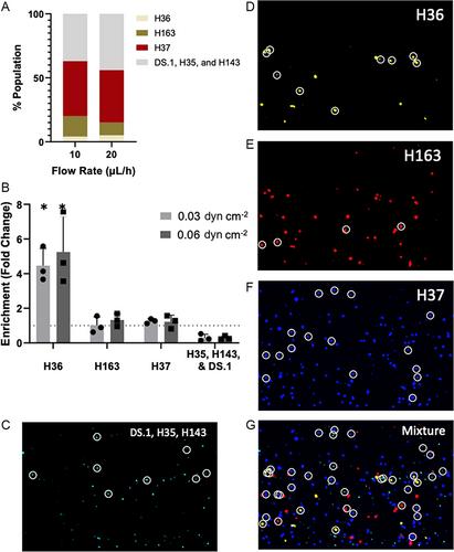 A Microfluidic Strategy to Capture Antigen-Specific High-Affinity B Cells