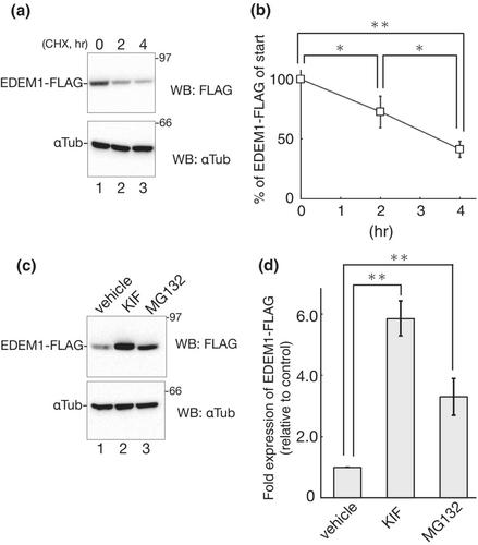 Turnover of EDEM1, an ERAD-enhancing factor, is mediated by multiple degradation routes