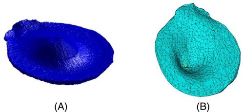 Semi-automatic algorithm to build finite element numerical models of the human hearing system from Micro-CT data