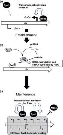 A zinc-finger protein Moc3 functions as a transcription activator to promote RNAi-dependent constitutive heterochromatin establishment in fission yeast