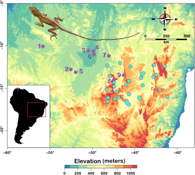 Genetic structure and landscape effects on gene flow in the Neotropical lizard Norops brasiliensis (Squamata: Dactyloidae)