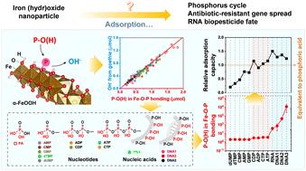 Adsorption of nucleotides and nucleic acids on goethite nanoparticles: mode, sites and relationship with phosphate and non-phosphate structures†