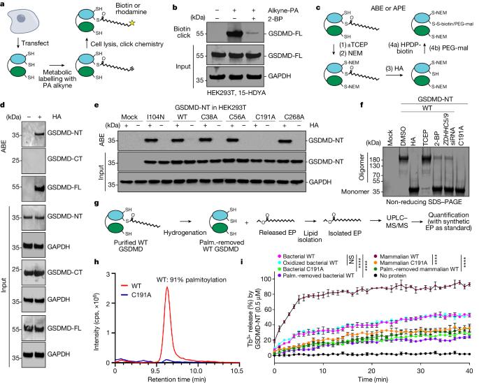 ROS-dependent S-palmitoylation activates cleaved and intact gasdermin D