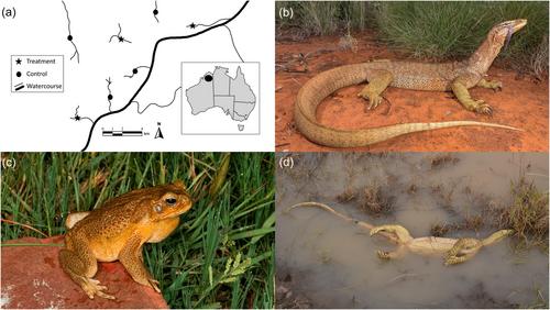 Teacher toads: Buffering apex predators from toxic invaders in a remote tropical landscape