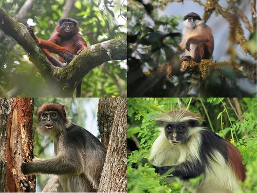 To conserve African tropical forests, invest in the protection of its most endangered group of monkeys, red colobus