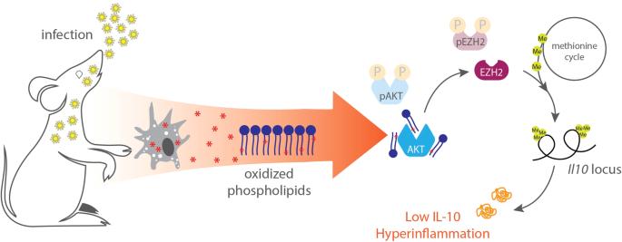 Oxidized phospholipids during microbial challenge: friend or foe?