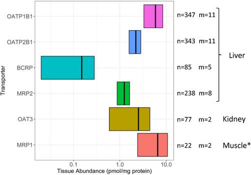 Physiologically based pharmacokinetics modeling and transporter proteomics to predict systemic and local liver and muscle disposition of statins