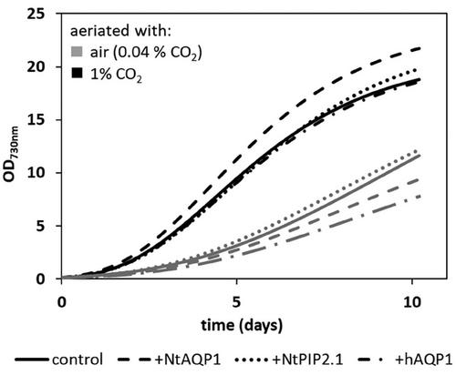 Tobacco aquaporin NtAQP1 and human aquaporin hAQP1 contribute to single cell photosynthesis in Synechococcus