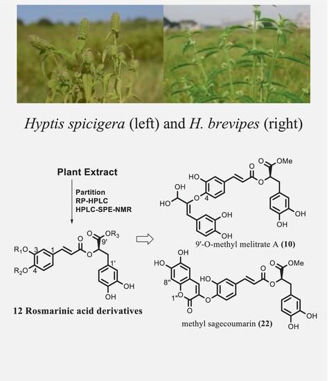 Application of high-performance liquid chromatography-solid phase extraction-nuclear magnetic resonance in the identification of bioactive constituents from Hyptis spicigera leaf and H. brevipes aerial part