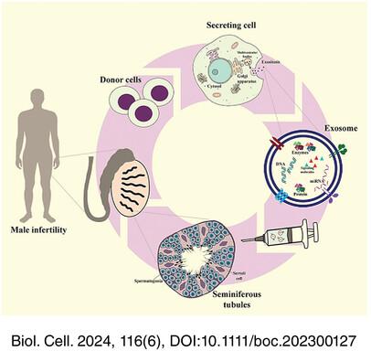 Therapeutic potential of exosomes in spermatogenesis regulation and male infertility