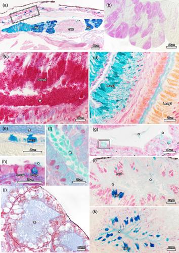 In search of the glow—Three-dimensional reconstruction of Latia neritoides with specific focus on the mantel cavity (Mollusca; Gastropoda; Hygrophila)