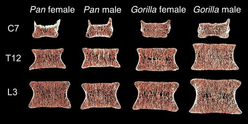 Differences in vertebral bone density between African apes