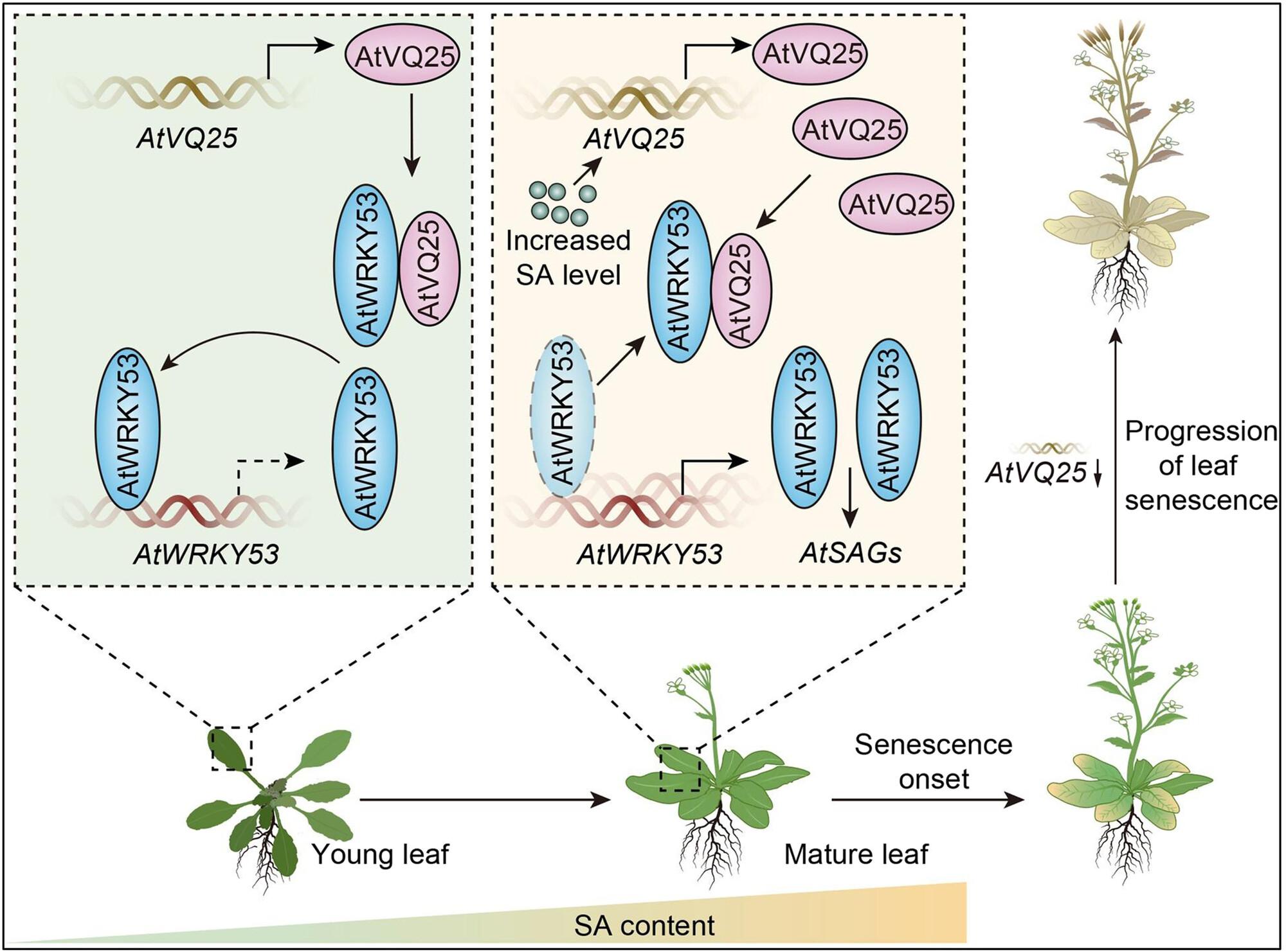 AtVQ25 promotes salicylic acid-related leaf senescence by fine-tuning the self-repression of AtWRKY53