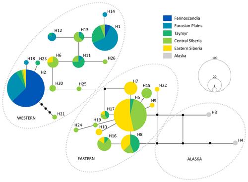 Expanding from local to continental scale—A genetic assessment of the Eurasian wolverine