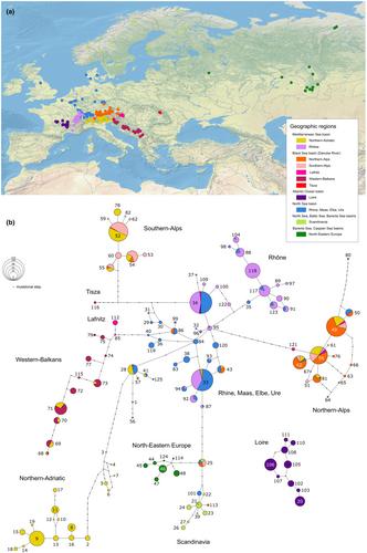 SNP-based analysis of European Thymallus spp. (Salmonidae) reveals extensive mito-nuclear discordance relevant for biogeographic inferences, taxonomy and conservation