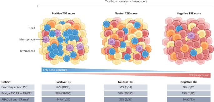 Lighting the torch: intratumoural T cell-to-stroma enrichment score as a predictor of immunotherapy response in urothelial carcinoma