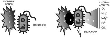 Galvanic lithotrophy, a new path to fuel bioelectrochemical processes†