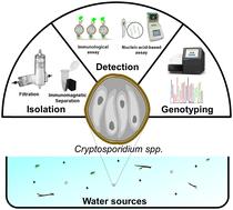 Critical evaluation of current isolation, detection, and genotyping methods of Cryptosporidium species and future direction†