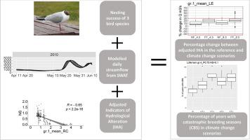 Future of birds nesting on river islands in the conditions of hydrological variability caused by climate change