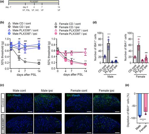 Sexually dimorphic effects of pexidartinib on nerve injury-induced neuropathic pain in mice