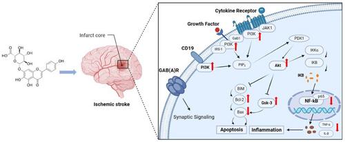 Scutellarin alleviates microglia-mediated neuroinflammation and apoptosis after ischemic stroke through the PI3K/AKT/GSK3β signaling pathway