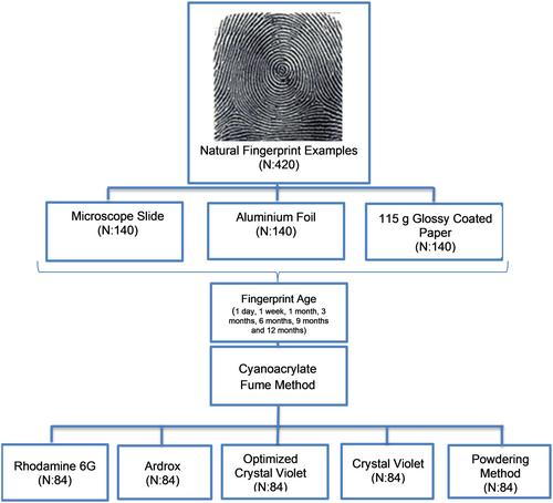 Optimization of crystal violet technique for enhanced fingerprint detection on various surfaces