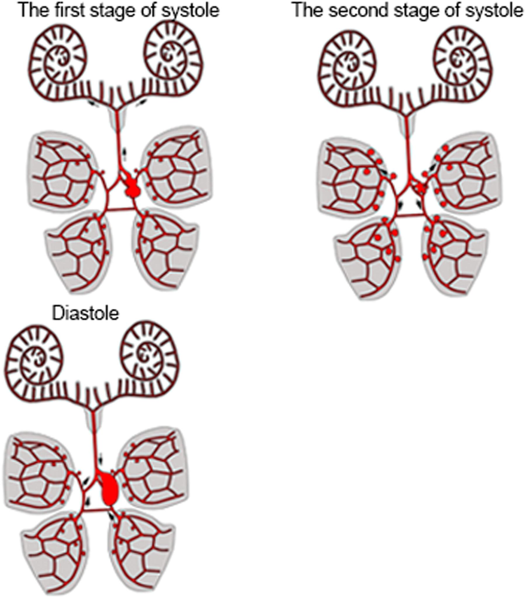 Organization of the blood system of rhynchonellid brachiopod Hemithiris psittacea (Brachiopoda: Rhynchonelliformea)