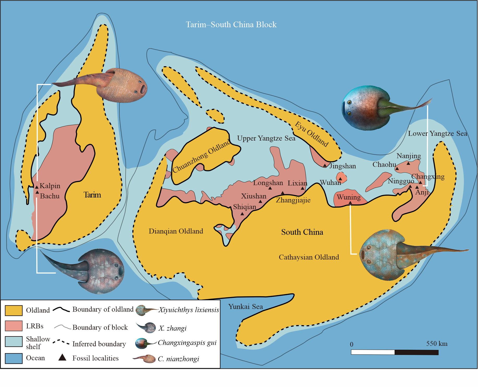 New findings of Changxingaspis (Xiushuiaspidae, Galeaspida) from the Silurian of Tarim Basin and Zhejiang Province, China