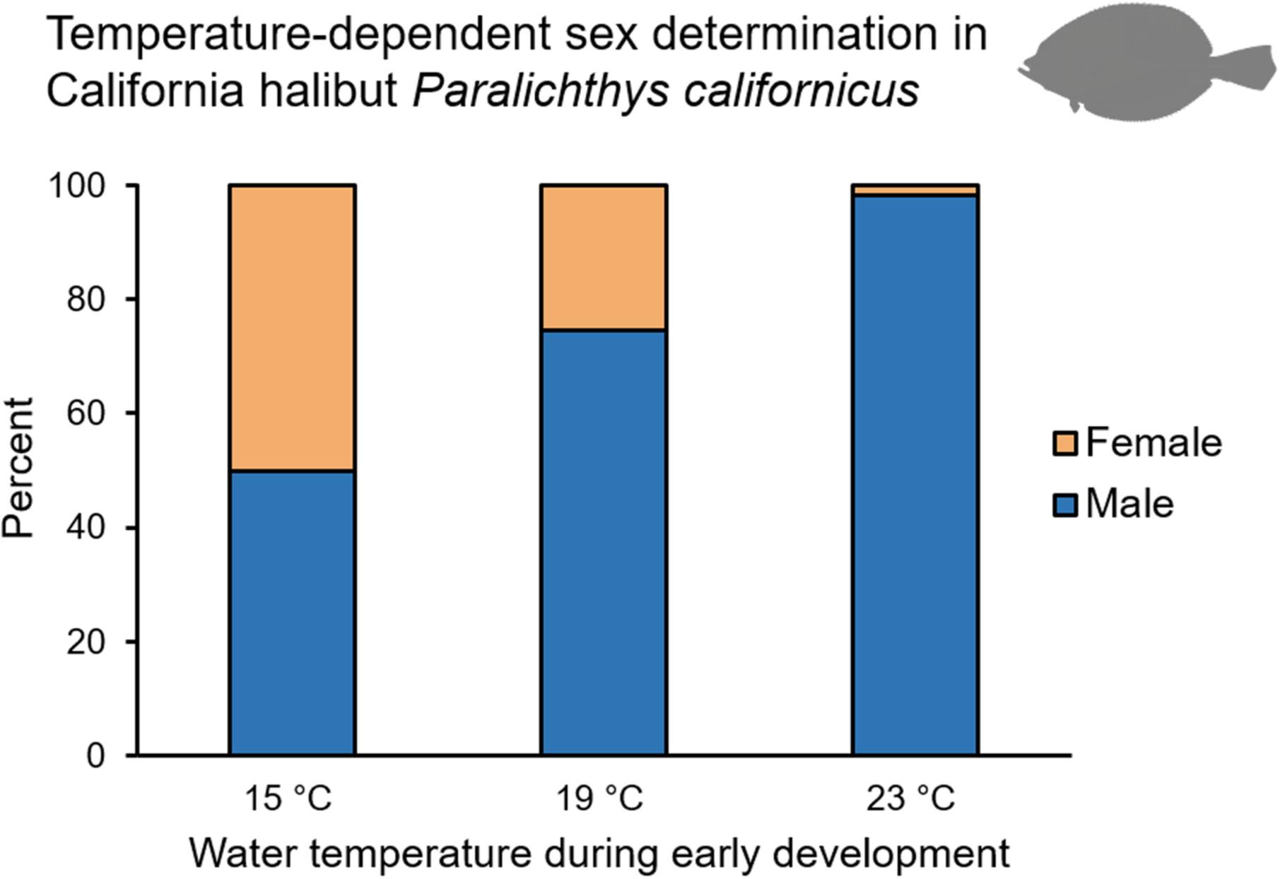 Temperature regulates sex determination and growth in the paralichthid flatfish California halibut