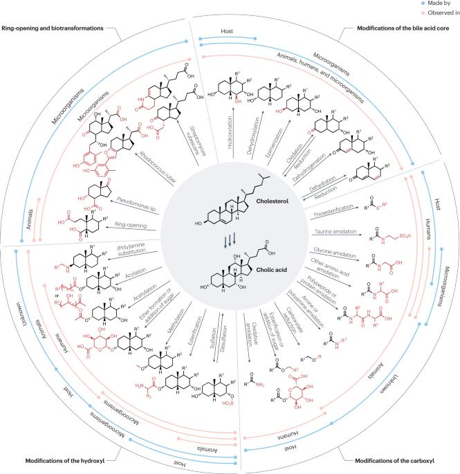 The changing metabolic landscape of bile acids – keys to metabolism and immune regulation