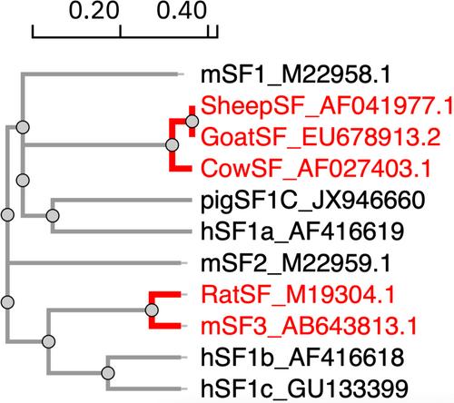 The prolactin receptor: A cross-species comparison of gene structure, transcriptional regulation, tissue-specificity, and genetic variation