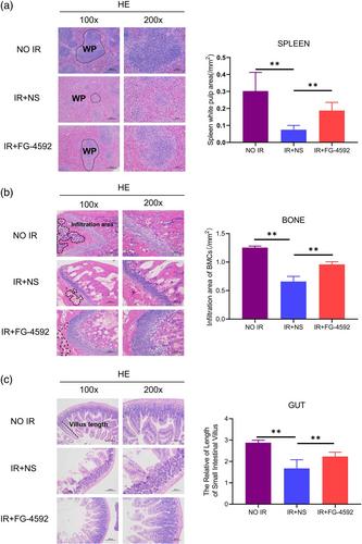 FG-4592 protected haematopoietic system from ionising radiation in mice