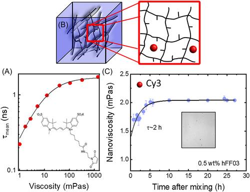 Impact of glycan nature on structure and viscoelastic properties of glycopeptide hydrogels