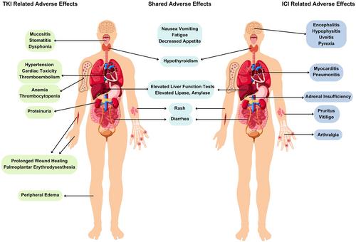 Cytoreductive surgery, systemic treatment, genetic evaluation, and patient perspective in a young adult with metastatic renal cell carcinoma