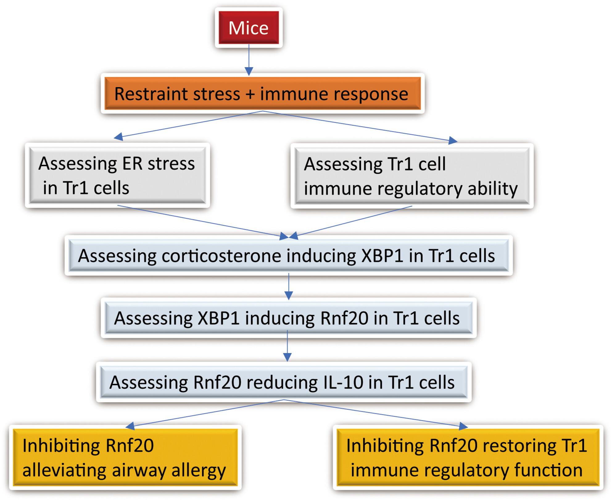 Oligodeoxynucleotides containing CpG motifs (CpG-ODN) restores immune regulatory functions of airway macrophages of patients with asthma