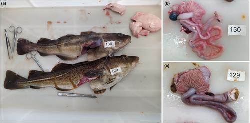 Intestinal strangulation in farmed Atlantic cod (Gadus morhua): Pathological changes and possible predisposing anatomical features