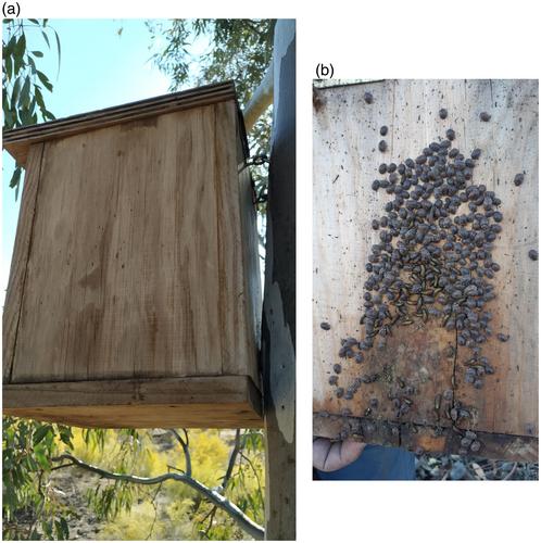 The expansion of the Australian tortoise beetle Trachymela sloanei (Chrysomelidae: Chrysomelinae, Chrysomelini, Paropsina) in Spain: Using human-made shelters for an early detection strategy
      Expansión del escarabajo tortuga australiano Trachymela sloanei (Chrysomelidae: Chrysomelinae, Chrysomelini, Paropsina) en España: uso de estructuras artificiales como estrategia de detección temprana