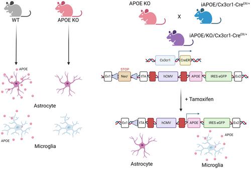 Highlight of 2023: Microglia biology