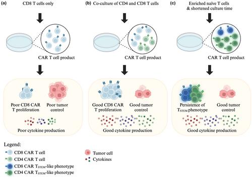 Highlight of 2023: Virtues and vices of CD4 CAR T cells