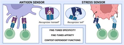 Functional and biological implications of clonotypic diversity among human donor-unrestricted T cells