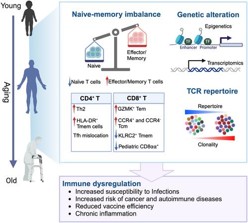 Highlight of 2023: Unraveling the complexity of T cell aging – insights from recent advances