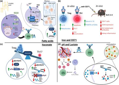 Highlight of 2023: The metabolic symphony – orchestrating T-cell immunity