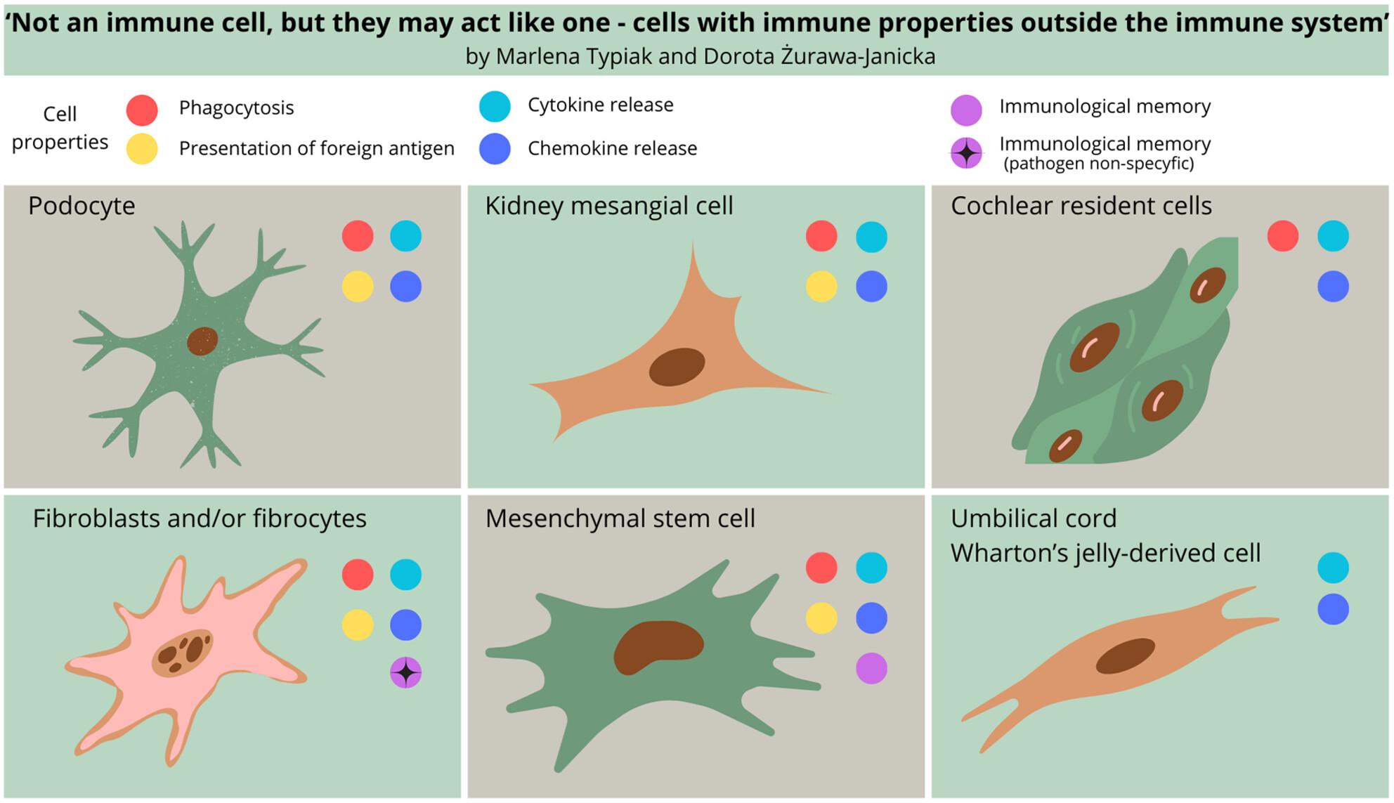 Not an immune cell, but they may act like one—cells with immune properties outside the immune system