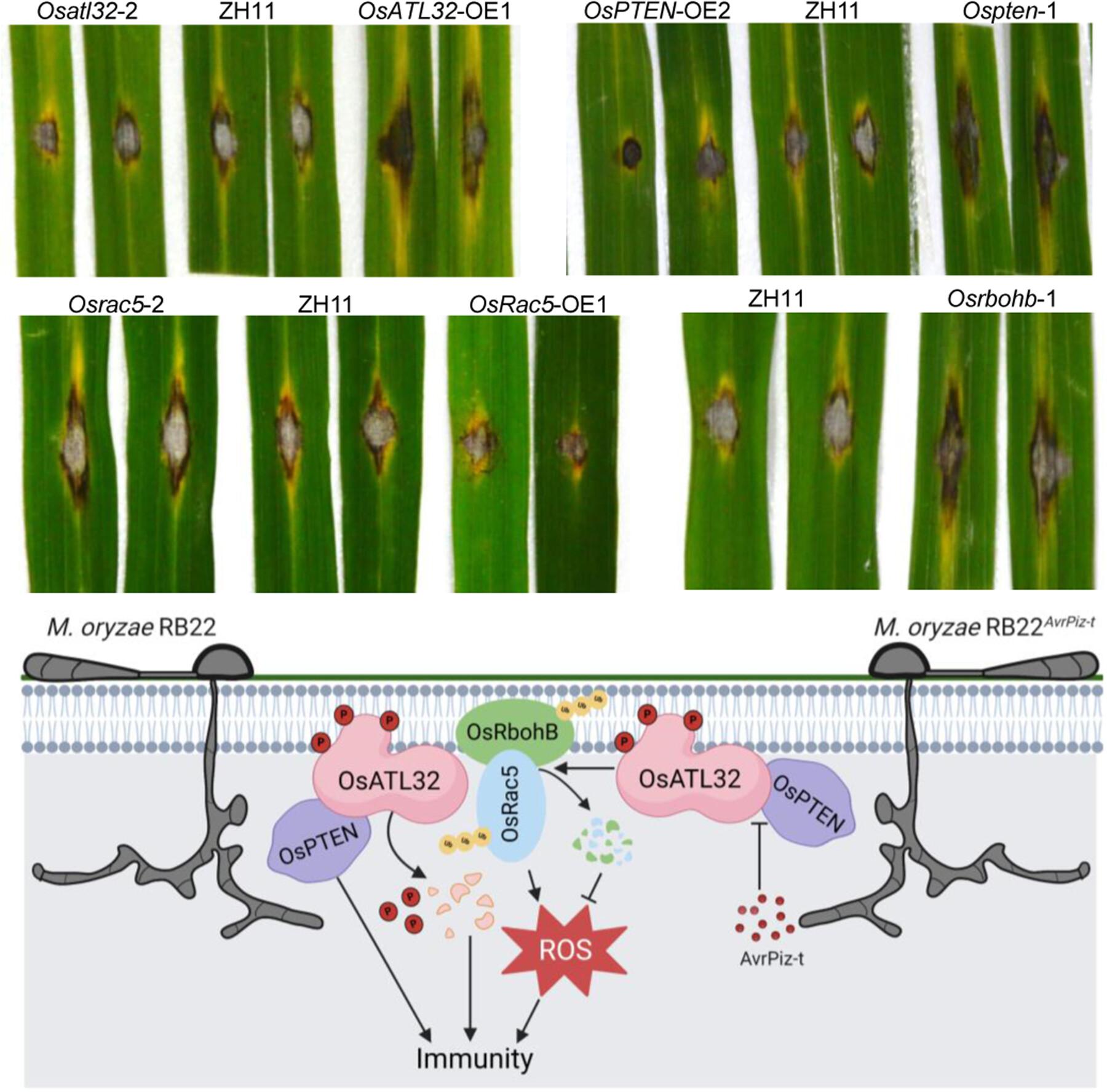 OsATL32 ubiquitinates the reactive oxygen species-producing OsRac5–OsRbohB module to suppress rice immunity