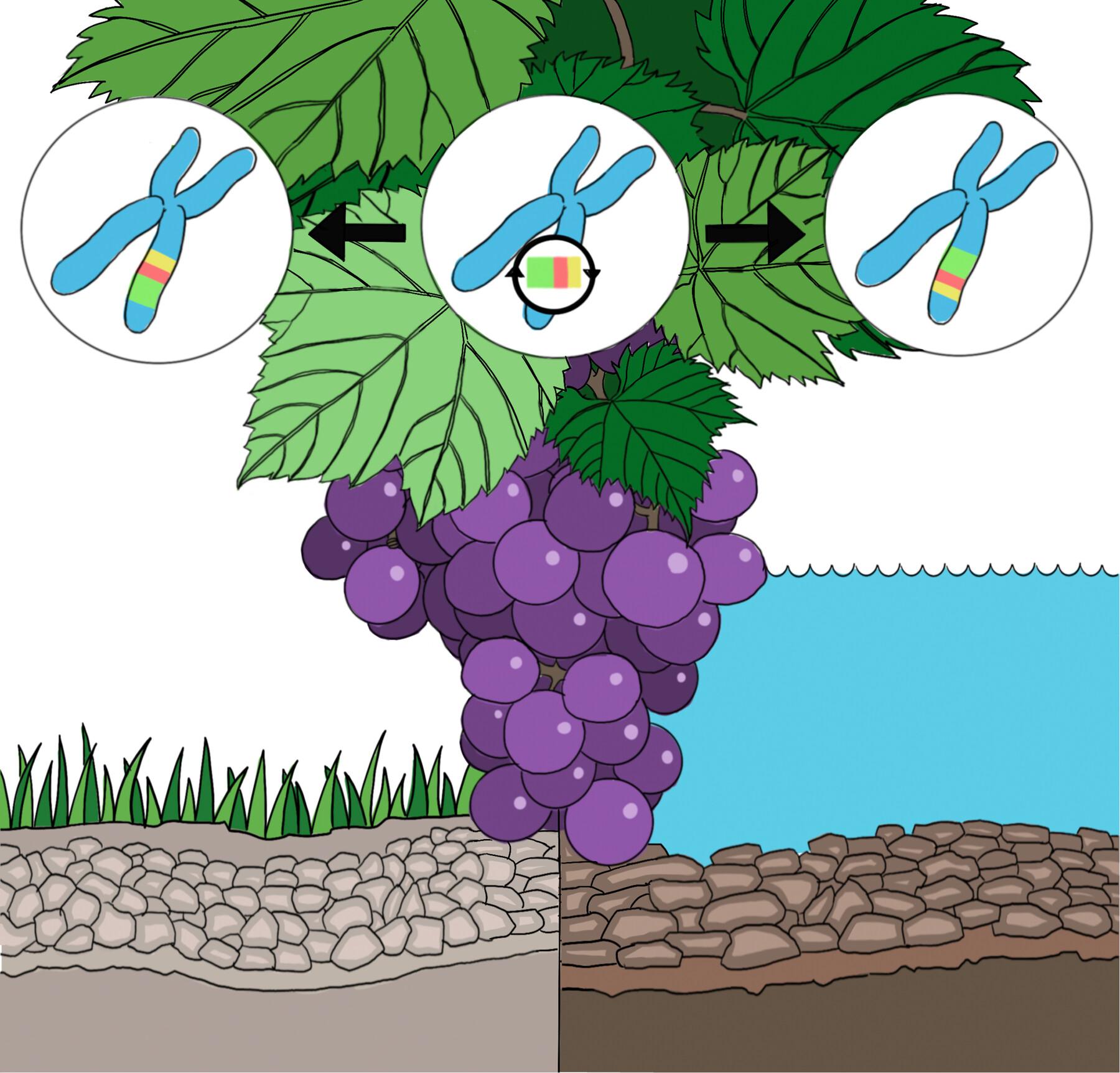 Population genomics highlights structural variations in local adaptation to saline coastal environments in woolly grape