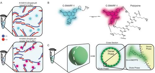 Biomolecular Condensates: From Bacterial Compartments to Incubator Spaces of Emergent Chemical Systems in Matter-to-Life Transitions