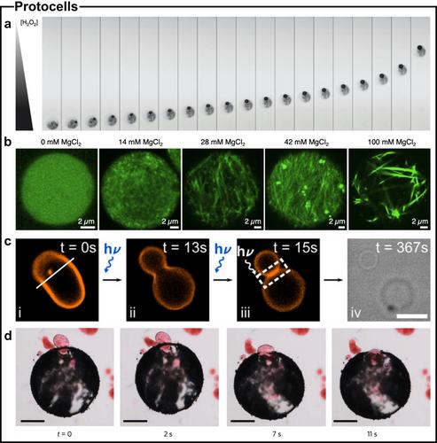 Higher-Order Behaviours in Bio-Inspired Materials