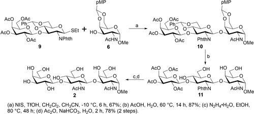 Total Synthesis of Core 3 & Core 4-Type Mucin Glycan Derivatives