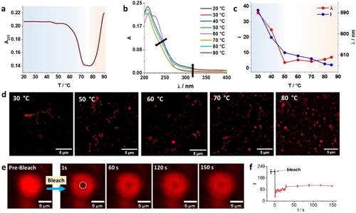 Unveiling the Liquid-Liquid Phase Separation of Benzene-1,3,5-Tricarboxamide in Water