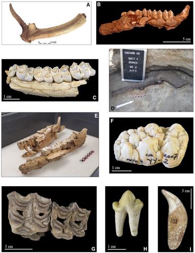 Last interglacial in western Europe: 20 years of multidisciplinary research on the Eemian (MIS 5e) calcareous tufa sequence at Caours (Somme basin, France) – a review